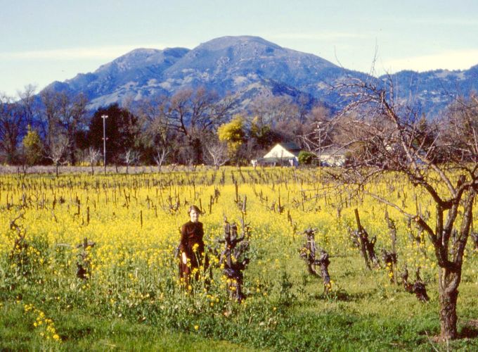 photo of painter Marcia Pagels amid yellow mustard flowers in a Napa vineyard, 1954.