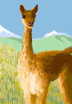 Vicuña's namesake.