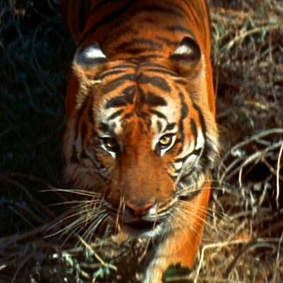 Tiger in the Star Trek episode 'Shore Leave'