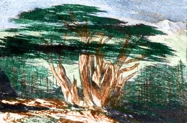 Sketch of twisted cedar-like tree in mountains of western Continent 1 on Pegasia, an Earthlike moon. Based on a watercolor by Edward Lear.