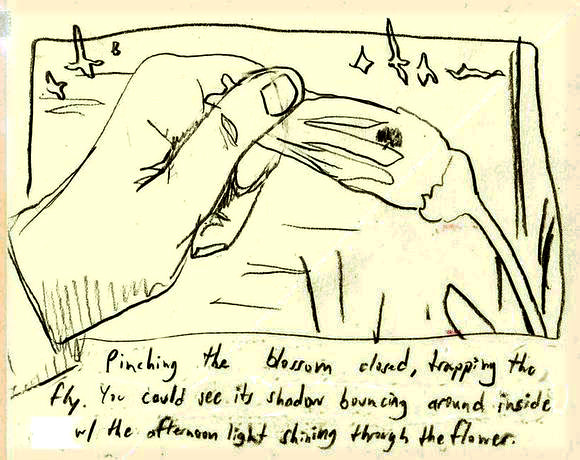 Trapping 'gilly flies' in long flowers. Dream sketch by Sam H.