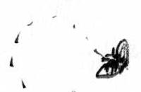 Gilly fly. Dream sketch by Sam H.